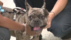 Lost dog found in abandoned Detroit house reunited with owner after 10 months