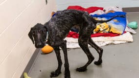 'Heartbreaking and unacceptable': Poodle found tied to tree in Michigan park severely starved