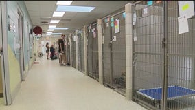 Humane Society of Huron Valley overcrowded with 513 animals, asking for help