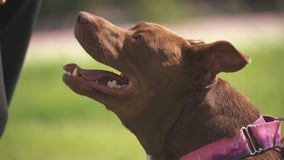 Pontiac shelter's longest resident dog is still seeking her forever home