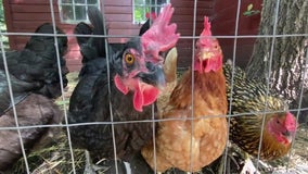 Are chickens pets? Beverly Hills couple fights ordinance violation