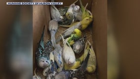 30 exotic birds abandoned at already overcrowded Ann Arbor shelter