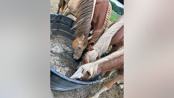 Northern Michigan man charged in animal cruelty case after dead horse found at farm