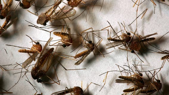 First case of West Nile Virus detected in Livingston County resident