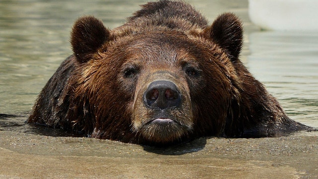 'A truly special bear': Detroit Zoo grizzly bear dies after months of health issues