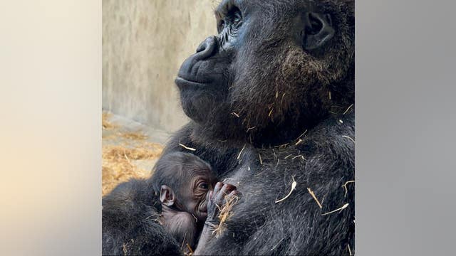 Detroit Zoo holding contest to name baby gorilla after discovering it's a girl