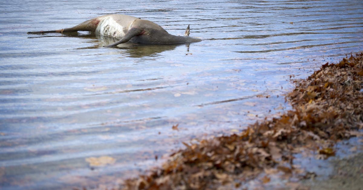 Viral Deer Disease On The Rise In Michigan With Potential For