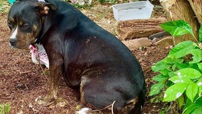 Dog in labor left in Detroit garage, loses 4 of 5 newborn puppies