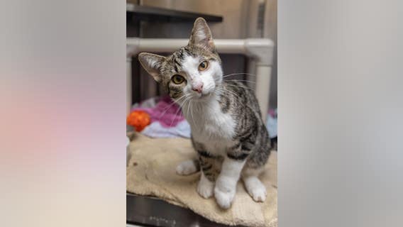 Cat taken to humane society was shot with pellet gun dozens of times, 'used as target practice'