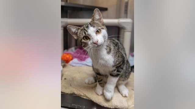 Cat taken to humane society was shot with pellet gun dozens of times, 'used as target practice'