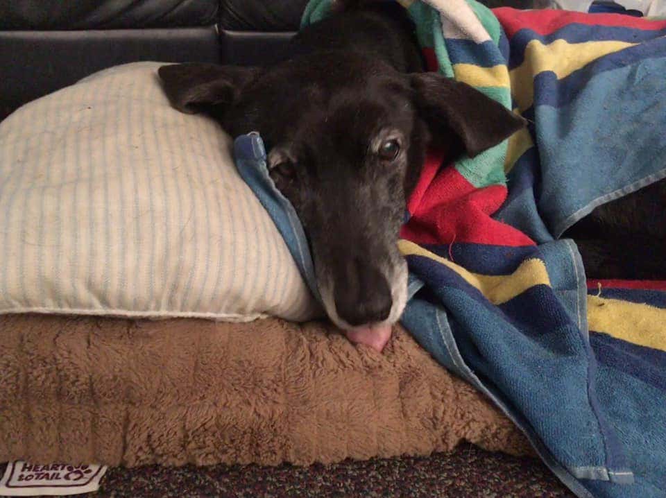 How to get a free rabies vaccine for your dog in Oakland County