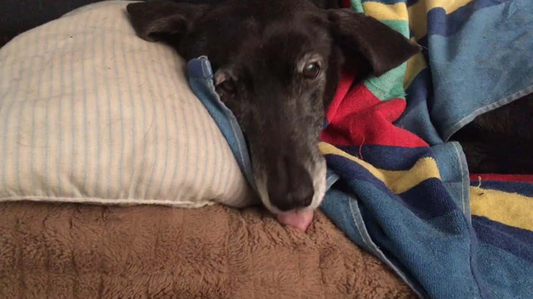 How to get a free rabies vaccine for your dog in Oakland County