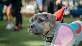 Howl-O-Ween Costume Party, Halloween Stroll, and more things to do this weekend in Metro Detroit