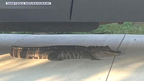 Sterling Heights woman finds alligator in her driveway