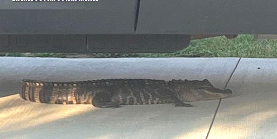 Sterling Heights woman finds alligator in her driveway