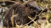 As beavers disrupt trout streams in Michigan, advocates say DNR should revise management policy