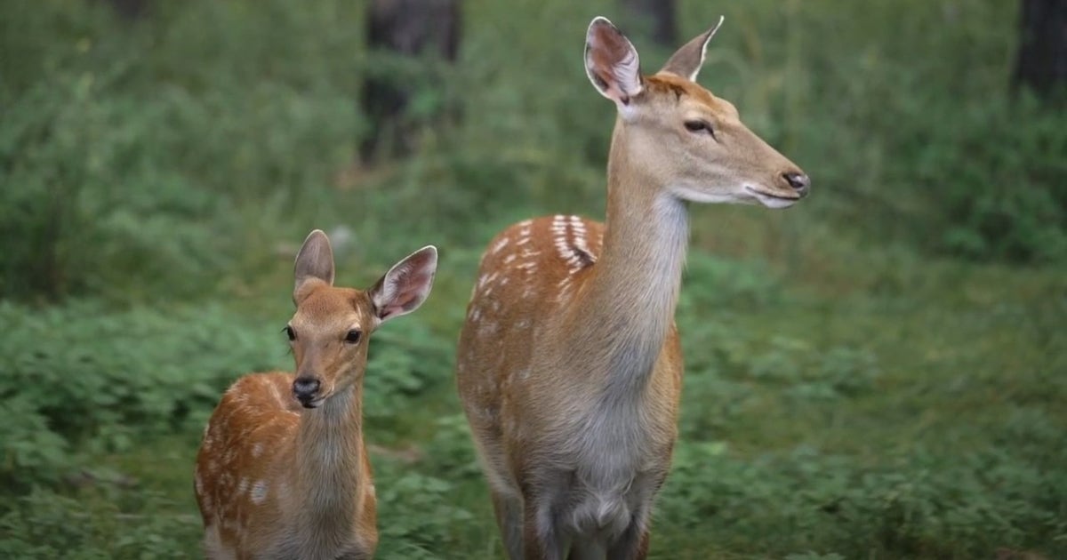 Michigan hunters now have a new way for tagging their kills