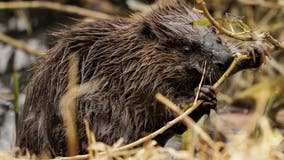 Beaver management rules of Michigan trout fisheries draws critics after DNR revises policy