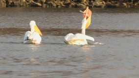 Pelicans increasingly migrating to Michigan, stumping aviary enthusiasts