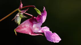 Purple jewelweed, an invasive species in Michigan's U.P. that officials hope to eradicate