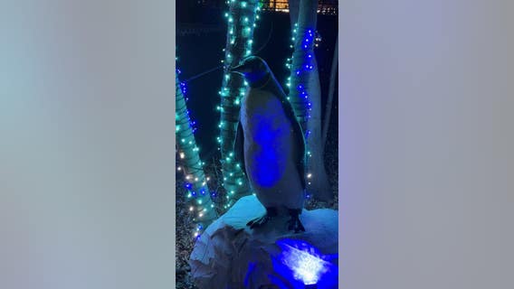 Wild Lights at the Detroit Zoo starts this weekend -- What to expect this season