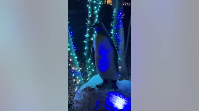 Wild Lights at the Detroit Zoo starts this weekend -- What to expect this season