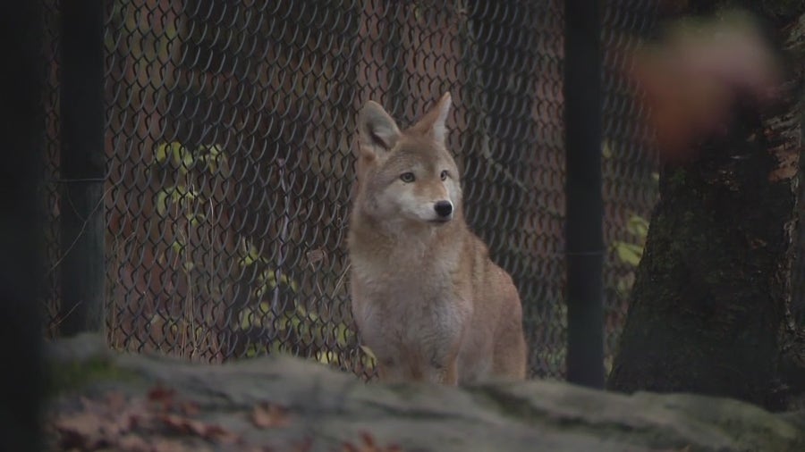 Thanks to $100,000 in donations, the Howell Nature Center rehab clinic is reopening