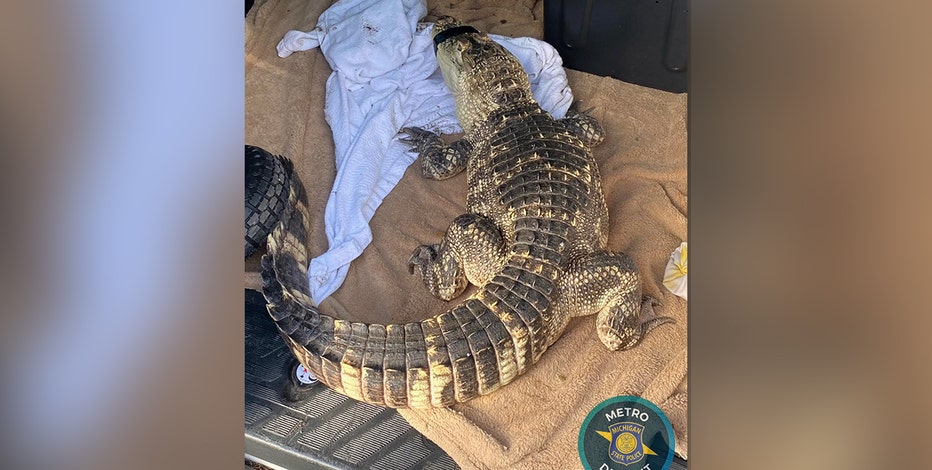 Guns, drugs and an alligator: MSP executes search warrant in Wayne County home