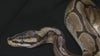 Emotional support python found after car crash on I-94