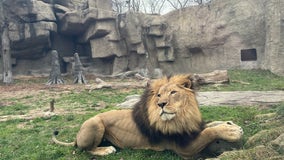 Detroit Zoo welcomes African Lion named Kalu to its pride