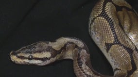 Emotional support python found after car crash on I-94