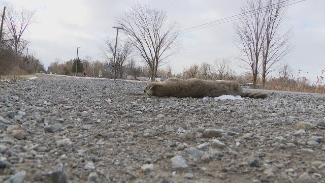 Roadkill cleanup in Macomb County a question of funding