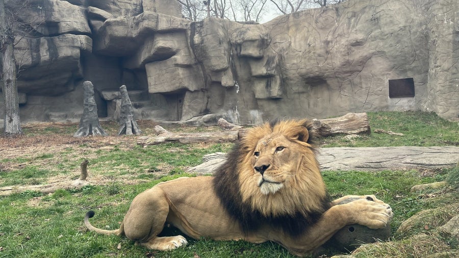 Detroit Zoo welcomes African Lion named Kalu to its pride