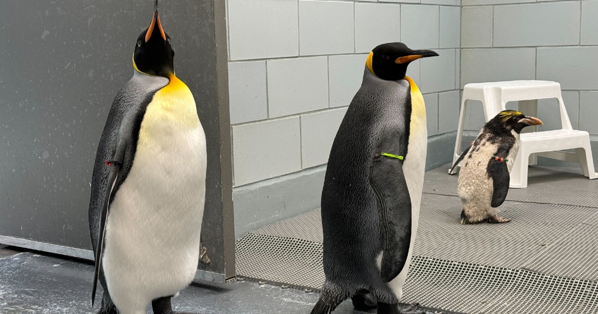 Detroit Zoo, Belle Isle Nature Center closing Friday and Saturday due to extreme cold