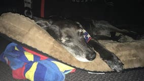 Volunteers needed to make enrichment kits for Detroit shelter dogs - how to help