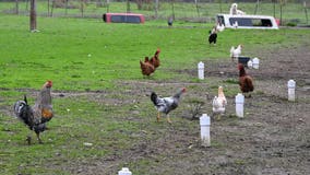 Avian flu identified in Monroe County backyard poultry flock