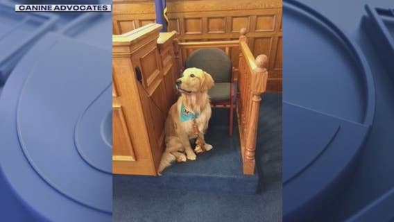 Expanded use of therapy dogs in court by state questioned by some experts