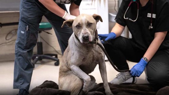 LA wildfires: California animal shelter flooded with displaced, injured pets