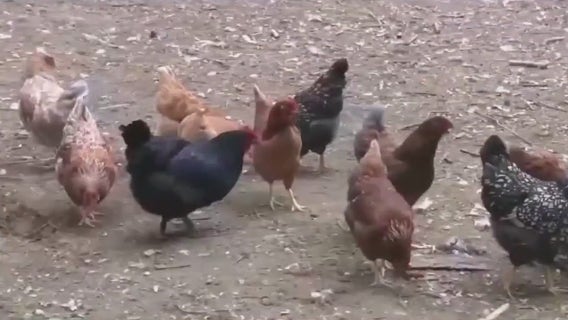 Bird Flu in Michigan: One man being tested after exposure to avian flu