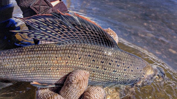 Michigan Arctic grayling's reintroduction effort nearing major milestone in 2025