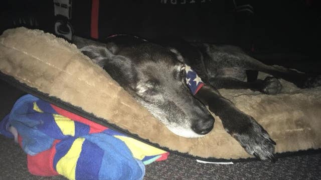 Volunteers needed to make enrichment kits for Detroit shelter dogs - how to help