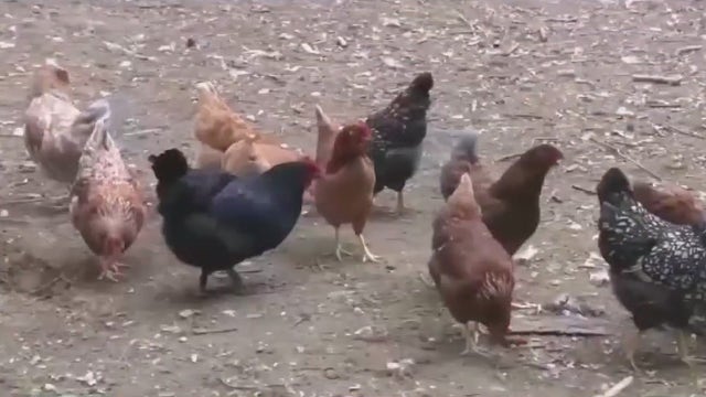 Bird Flu in Michigan: One man being tested after exposure to avian flu