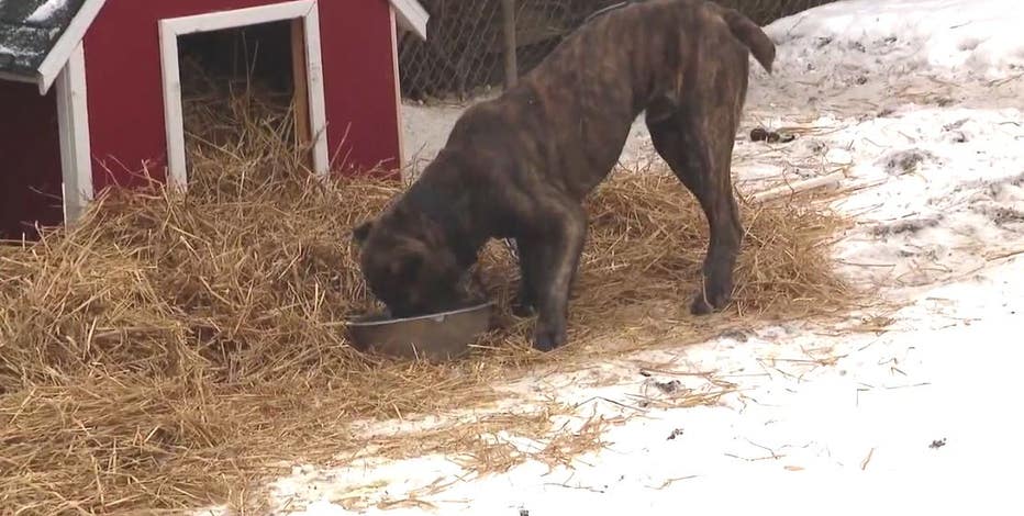 Dog rescue group 'The KARENS' save pets left out in the freezing