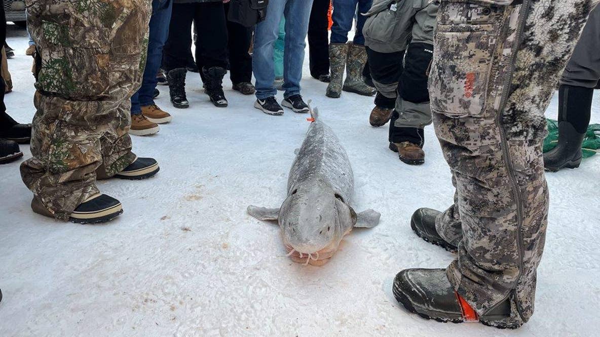 Black Lake sturgeon season: Michigan's shortest fishing season approaches