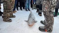 Black Lake sturgeon season: Michigan's shortest fishing season approaches
