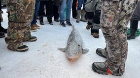 Michigan's sturgeon season ends in just 17 minutes, setting new record