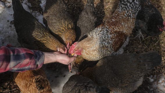 Hundreds of Michigan waterfowl deaths attributed to bird flu, now considered 'widespread'