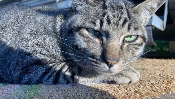 A Metro Detroit animal rescue will name a feral cat after your ex and neuter it for Valentine's Day