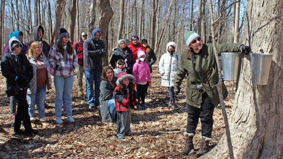 Learn how maple syrup is made at Maybury Farm