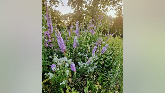 Native plant benefits: Learn about why you should add these plants to your garden at Lathrup Village event